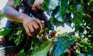 Un trabajador recogiendo café en San Marcos (Guatemala).