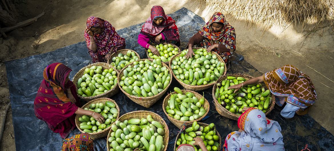 Female participants of a food security livelihood programme sort freshly collected eggplants in Cox's Bazar in Bangladesh.