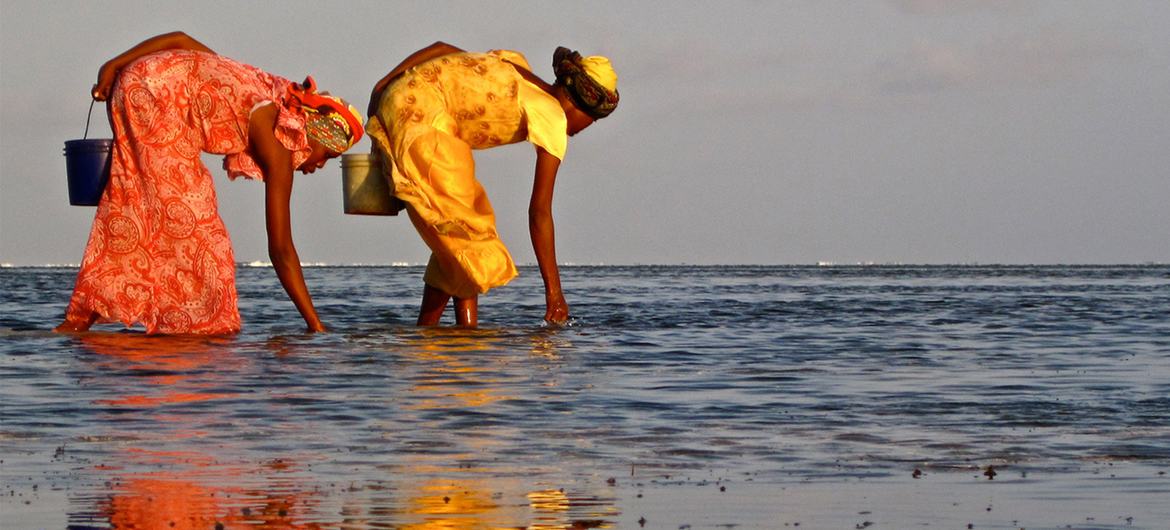 Coastal activities such as seaweed harvesting  in Zanzibar, Tanzania, can be heavily impacted by pollution.