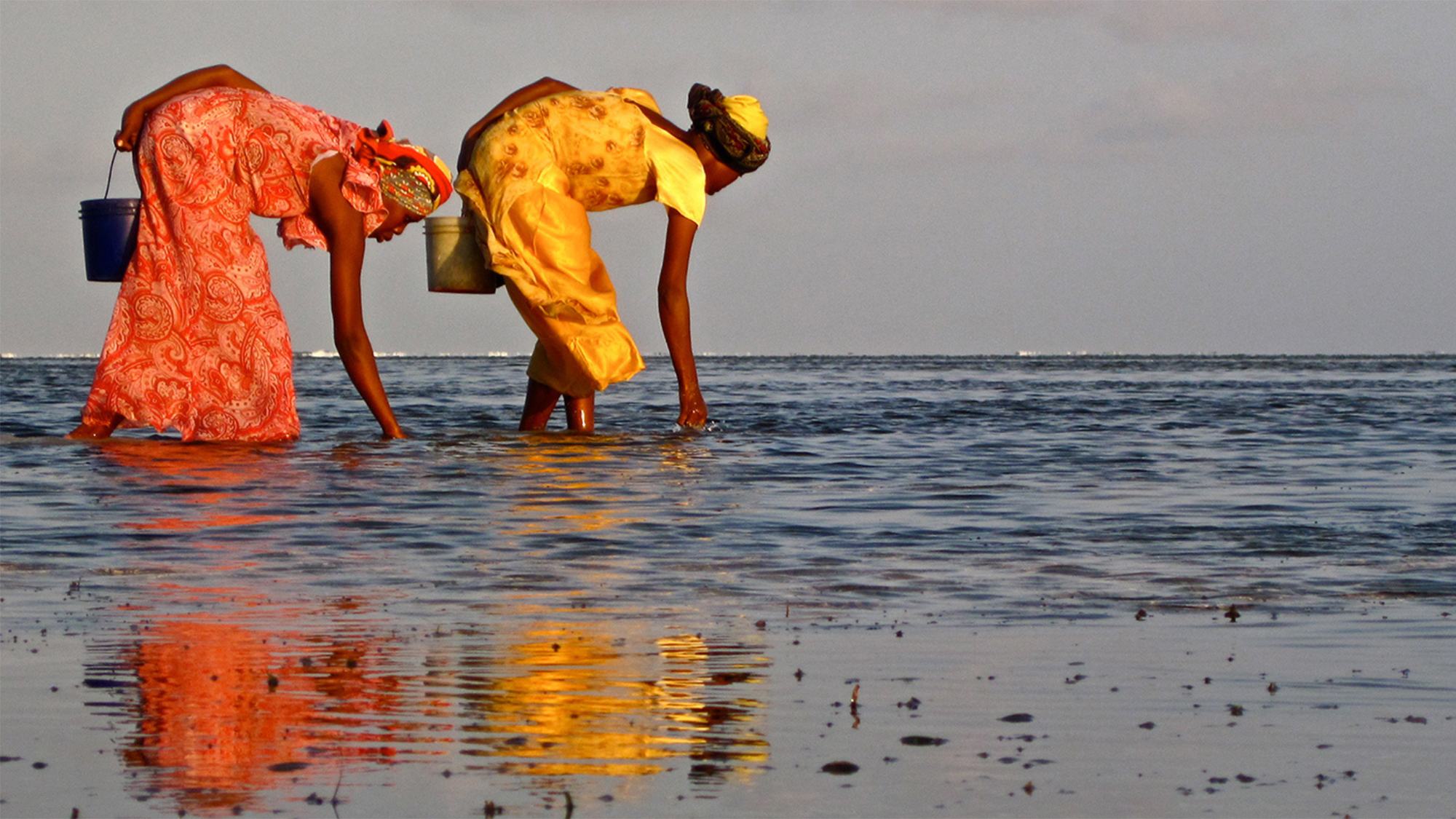 Women harvest seaweed in Zanzibar, Tanzania.
