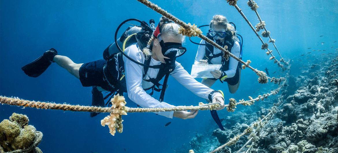 Biólogos marinhos cuidam de um berçário de corais em COMO Cocoa Island, Maldivas.