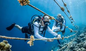 Marine biologists tend to a coral nursery at COMO Cocoa Island, Maldives.