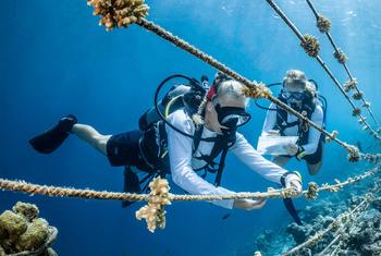 मालदीव के कोकोआ द्वीप पर समुद्री जीवविज्ञानी एक प्रवाल भित्ति नर्सरी की देखरेख कर रहे हैं.