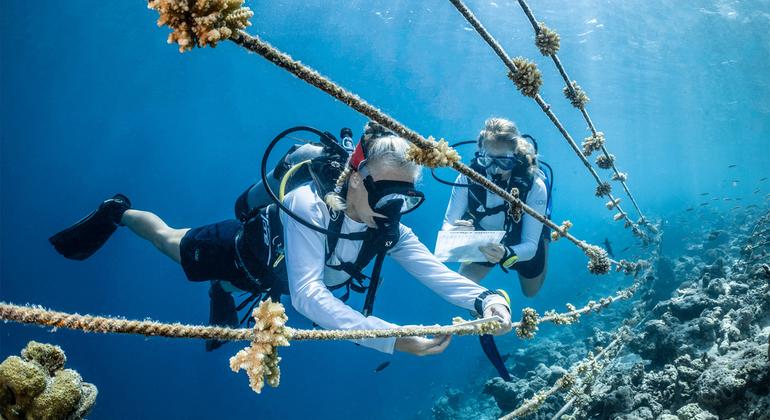 Biólogos marinhos cuidam de um berçário de corais em COMO Cocoa Island, Maldivas.