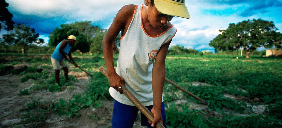 Um menino de boné amarelo trabalha em uma plantação de batatas no Brasil, com outra pessoa cultivando a terra ao fundo.