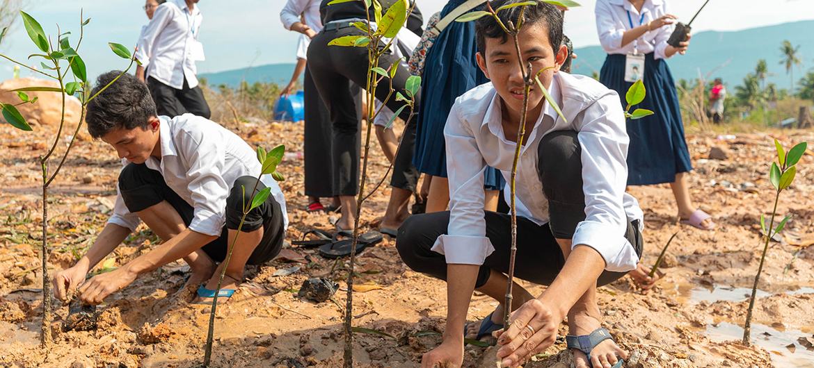 Unos estudiantes plantan manglares para mitigar los daños sufridos por la costa de Camboya.