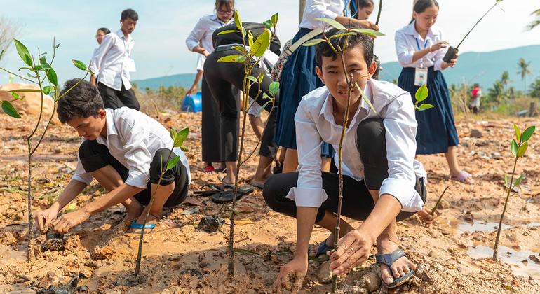 कम्बोडिया की तटरेखा को होने वाले नुक़सान को कम करने के लिए छात्र मैन्ग्रोव के पौधे लगा रहे हैं.