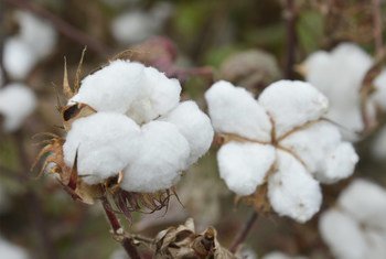 Хлопководство в Азербайджане зародилось тысячи лет назад. 