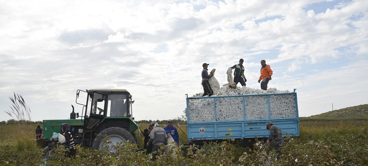 За последние шесть лет в Узбекистане покончили с принудительным трудом на хлопковых полях. 