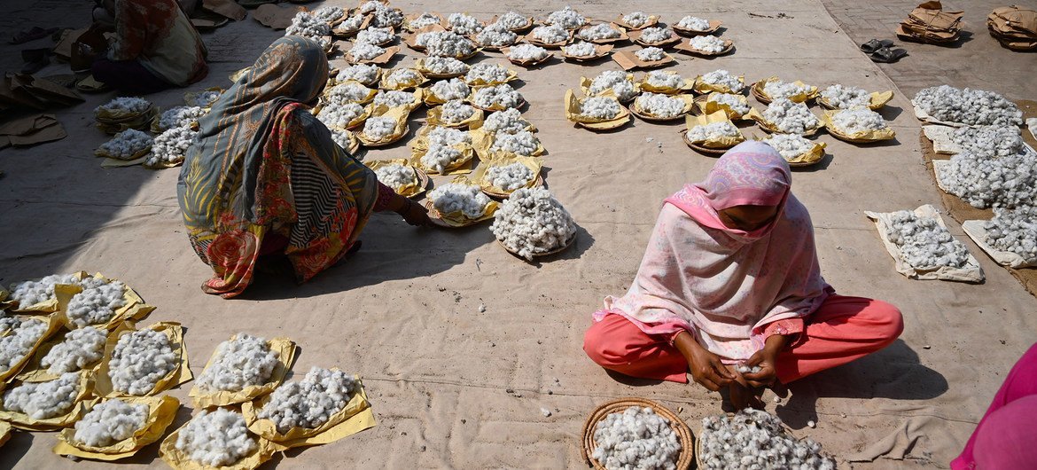 نساء عاملات ينظفن القطن في مدينة ملتان في باكستان