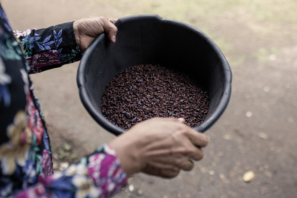 Carmen, una nicaragüense de 38 años que ha solicitado asilo, está aprendiendo el proceso de convertir los granos de cacao en chocolate en la plantación de cacao de Vicenta González en Upala, al norte de Costa Rica. 