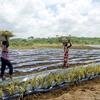 En Ghana, las mujeres agricultoras transportan plantas de piña sobre sus cabezas mientras trabajan en una plantación.