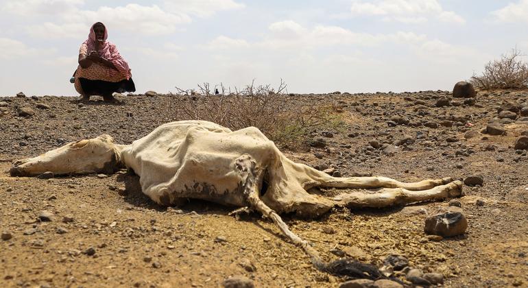 أدى فشل موسم الامطار لمدة ثلاث سنوات متتالية في منطقة القرن الأفريقي إلى تدمير المحاصيل ونفوق أعداد كبيرة من الماشية بشكل غير طبيعي.