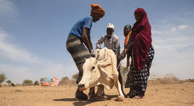 Severe drought is killing livestock in the Adadle district in Ethiopia.