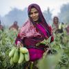 النساء في بنغلاديش يحصدن الخضروات كجزء من برنامج لكسب العيش لضمان الأمن الغذائي لأسرهن.