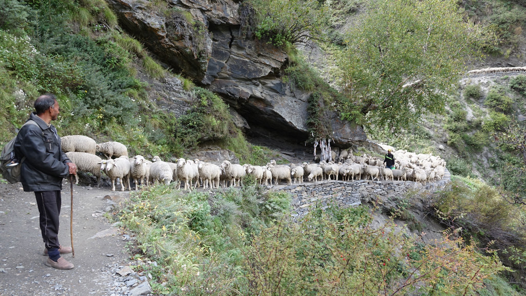 एक चरवाहा हिमालय के एक ग्रामीण गांव में एक संकरे पहाड़ी रास्ते पर भेड़ों के झुंड के साथ खड़ा है।