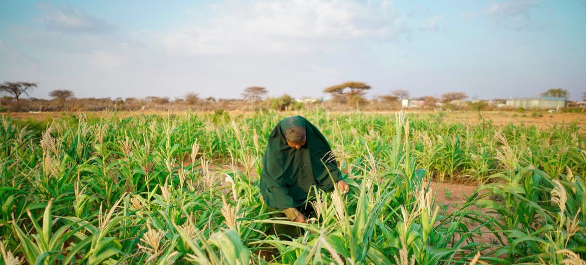 La FAO dote les communautés du Somaliland de moyens d'existence diversifiés pour lutter contre l'insécurité alimentaire.