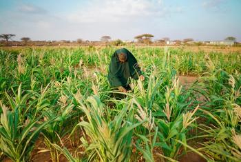 La FAO está dotando a las comunidades de Somalilandia de medios de subsistencia diversificados para luchar contra la inseguridad alimentaria.