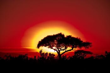Africa faces "urgent and escalating realities" of climate change such as persistent drought and deadly flooding, warned Celeste Saulo, head of the World Meteorological Organization (WMO), which supports adaptation efforts. 