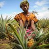 Mkimbizi Mkulima wa mananasi nchini Zambia.