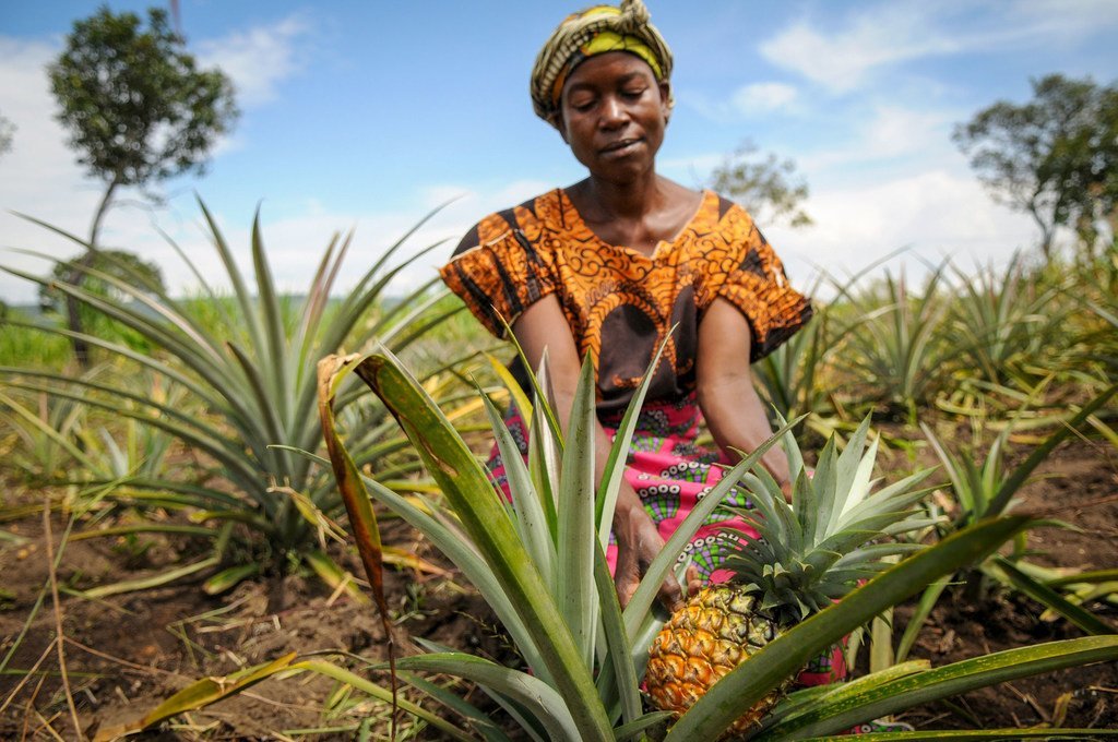 Mwanamke katika shamba la nanasi akikagua nanasi nchini Zambia.