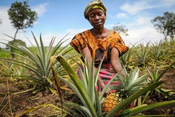 Mwanamke katika shamba la nanasi akikagua nanasi nchini Zambia.