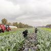 Des ouvriers récoltent des légumes dans une ferme à Rome, en Italie.