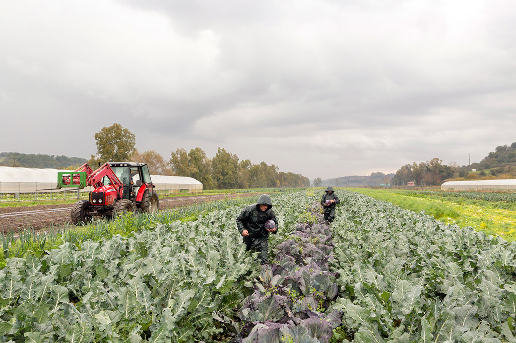 Trabajadores cosechan repollo morado orgánico en un campo de Solaria Azienda Agricola Boccea, Roma, Italia. Al fondo se ve un tractor.