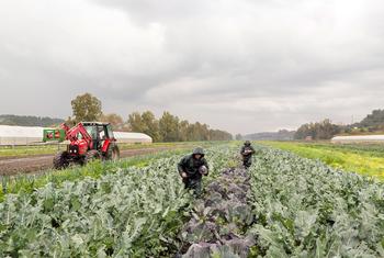 在意大利罗马，劳动者在农场收割蔬菜。