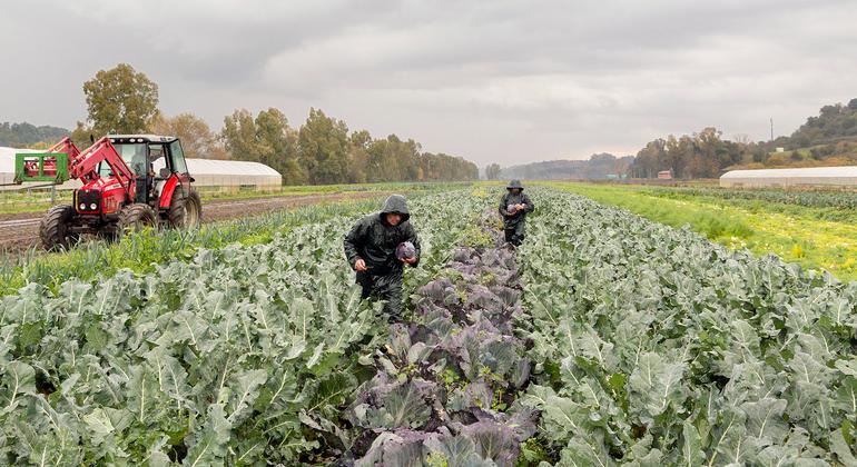 Trabajadores cosechando verduras en una granja de Roma, Italia.
