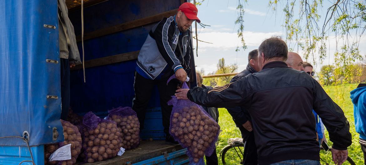 یوکرین کے کسانوں میں آلو کے بیج تقسیم کیے جا رہے ہیں۔