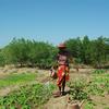A woman waters her vegetable garden, planted with support from the Food and Agriculture Organization.