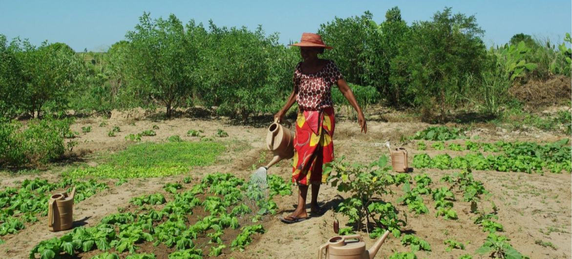 Une femme arrose son potager, planté avec le soutien de l'Organisation des Nations Unies pour l'alimentation et l'agriculture.