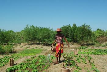 A woman waters her vegetable garden, planted with support from the Food and Agriculture Organization.