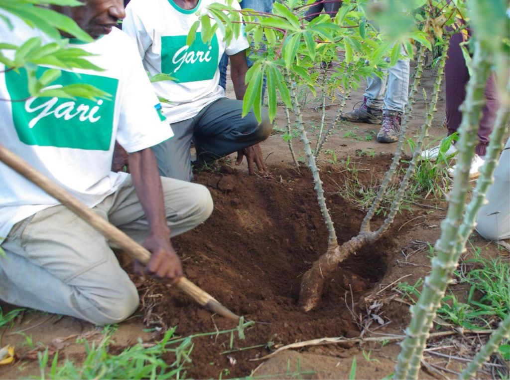 Des membres d'une coopérative agricole cultivent du manioc.
