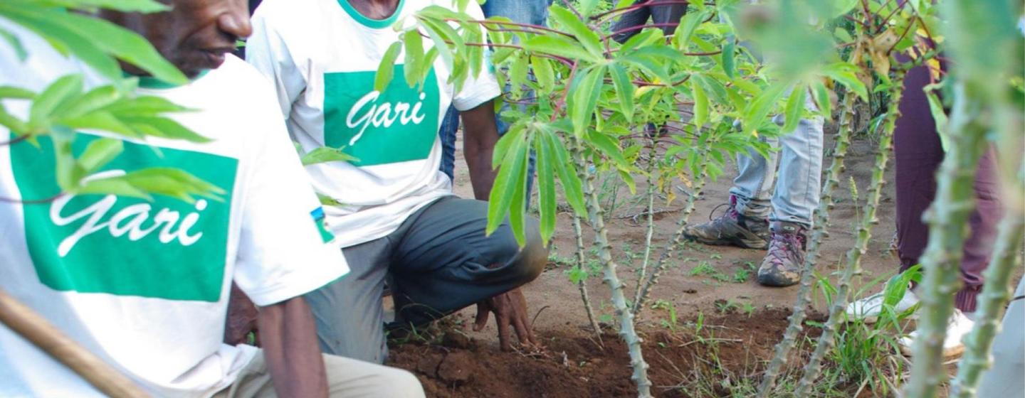 Members of a farming cooperative grow manioc.