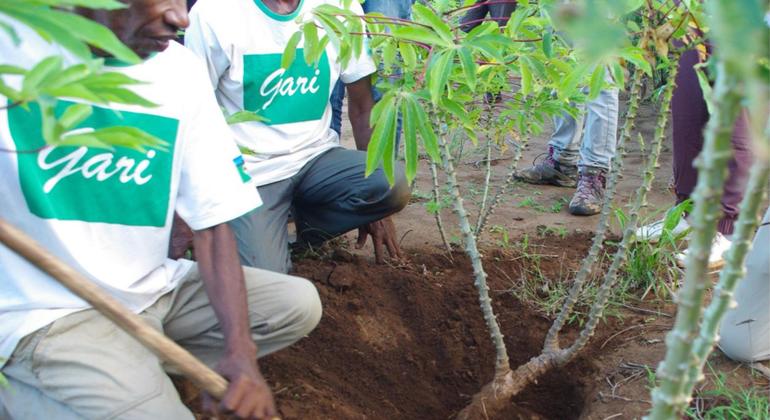 Miembros de una cooperativa agrícola cultivan mandioca.