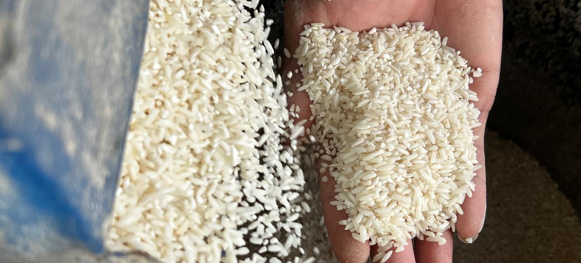 Preço do arroz recuou 2,5% em outubro