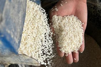 Du riz moulu par les associations d'irrigants Liton, Kibales et Magatos.