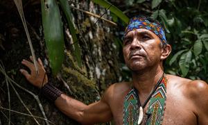 Chief Joel Puyanawa says traditional farming techniques, including the planting of hardwood trees , has helped limit deforestation in Puyanawa territory in Brazil.