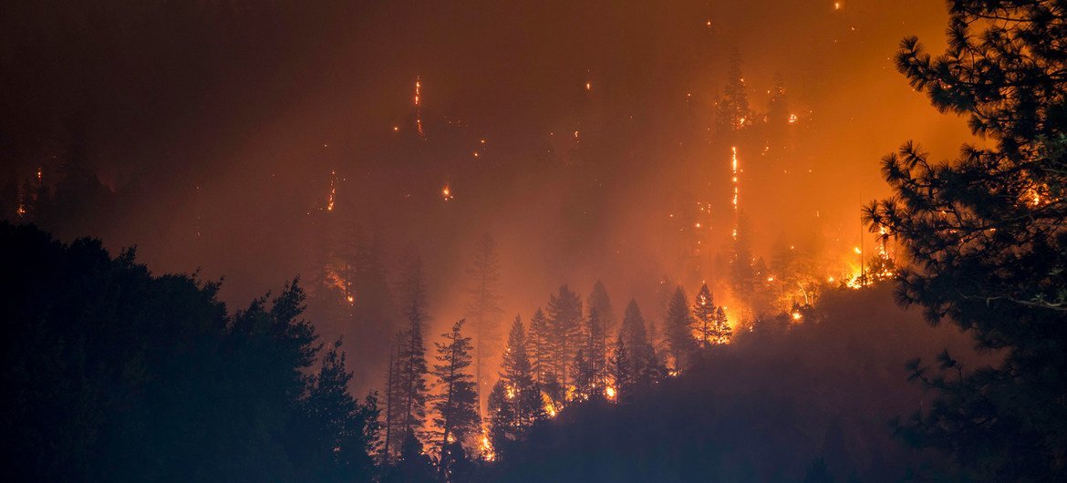 Un incendie de forêt fait rage sur un flanc de colline la nuit, les flammes et la fumée illuminant les pins environnants.