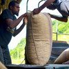 A forte dependência de matérias-primas, como o cacau, aumentou globalmente, deixando cerca de dois terços dos países em desenvolvimento, como Vanuatu, vulneráveis ​​a choques econômicos.