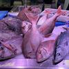 Проблема фальсификации морепродуктов вызывает все большую обеспокоенность на глобальном уровне.
