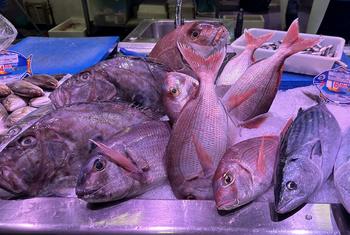 Проблема фальсификации морепродуктов вызывает все большую обеспокоенность на глобальном уровне.