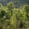 Бережное отношение к лесам и посадка деревьев играют важную роль в сохранении биоразнообразия, смягчении последствий изменения климата и загрязнения воздуха.