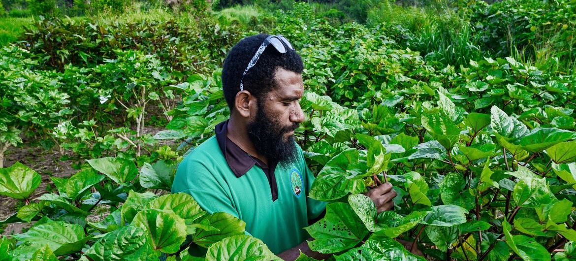 瓦努阿图的一位农民在烈日下劳作。
