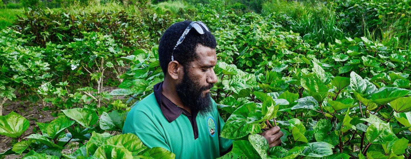 Un agriculteur dans le cadre du projet de système de culture intercalaire de Kava au Vanuatu. Le travail sous le soleil est à l'origine d'un décès sur trois par cancer de la peau non-mélanome.