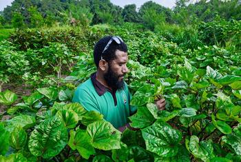 瓦努阿图的一位农民在烈日下劳作。