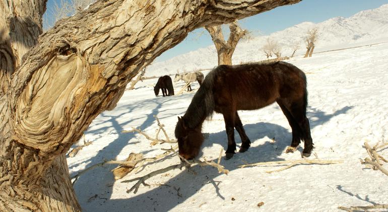 चरम मौसम की ज़ुड स्थिति में, ज़मीन की सतह पर बर्फ़ की चादर जम जाती है जिससे घास व अन्य चारे तक, पशुओं की पहुँच नहीं हो पाती. इस स्थिति से प्रभावित देशों में मंगोलिया सबसे प्रमुख है.