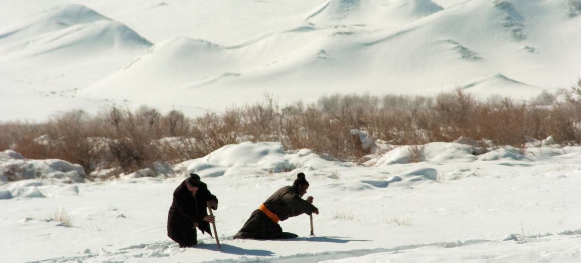 在蒙古国西部偏远的科布多省农村地区，人们用棍子在过膝的积雪中探路。（文件）